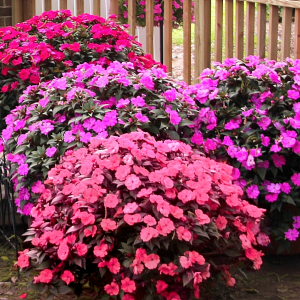 Impatiens SunPatiens